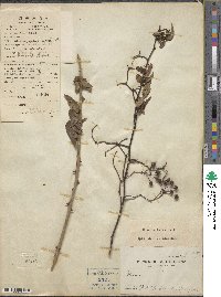 Rosa banksiae image