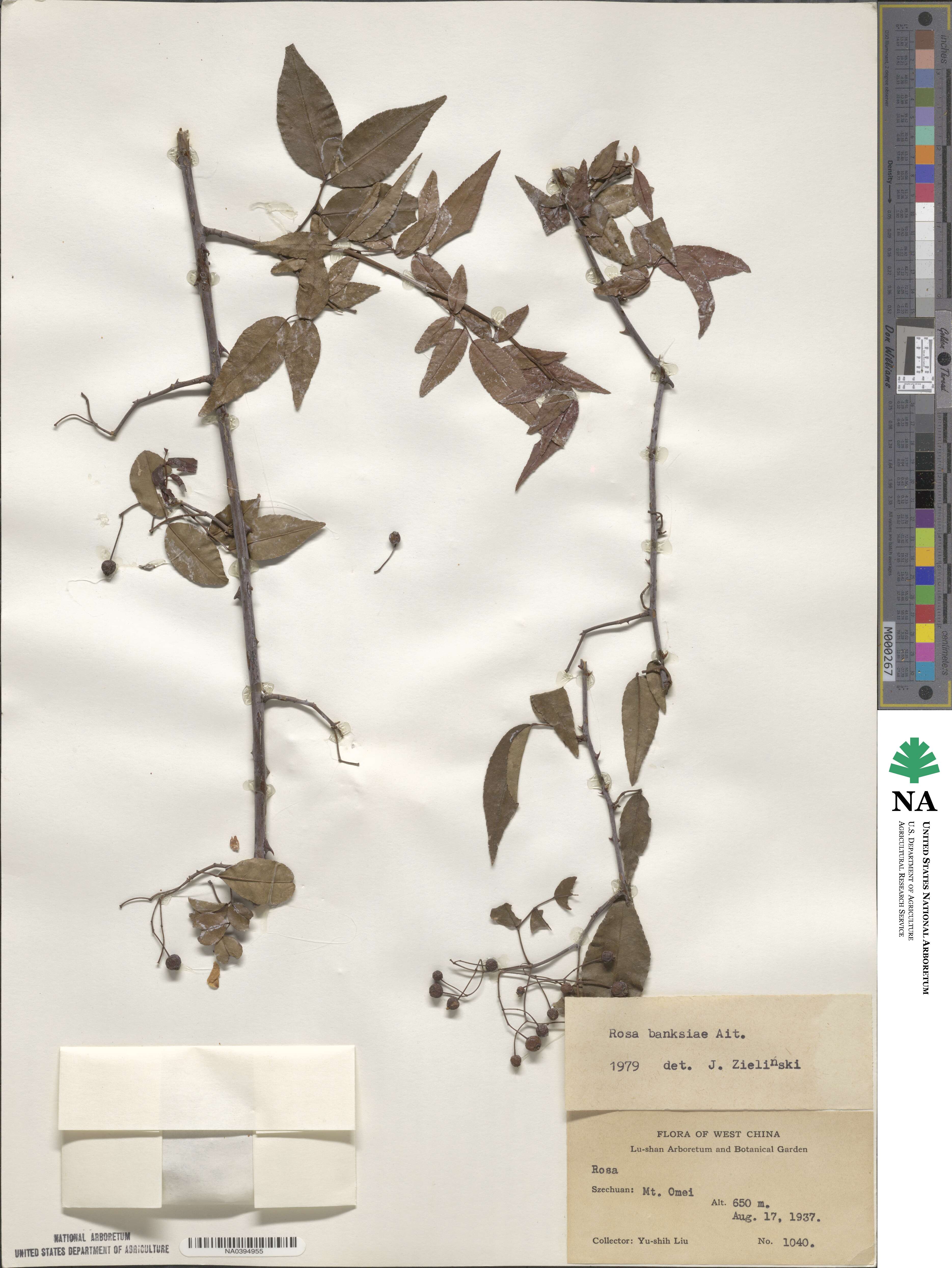 Rosa banksiae image