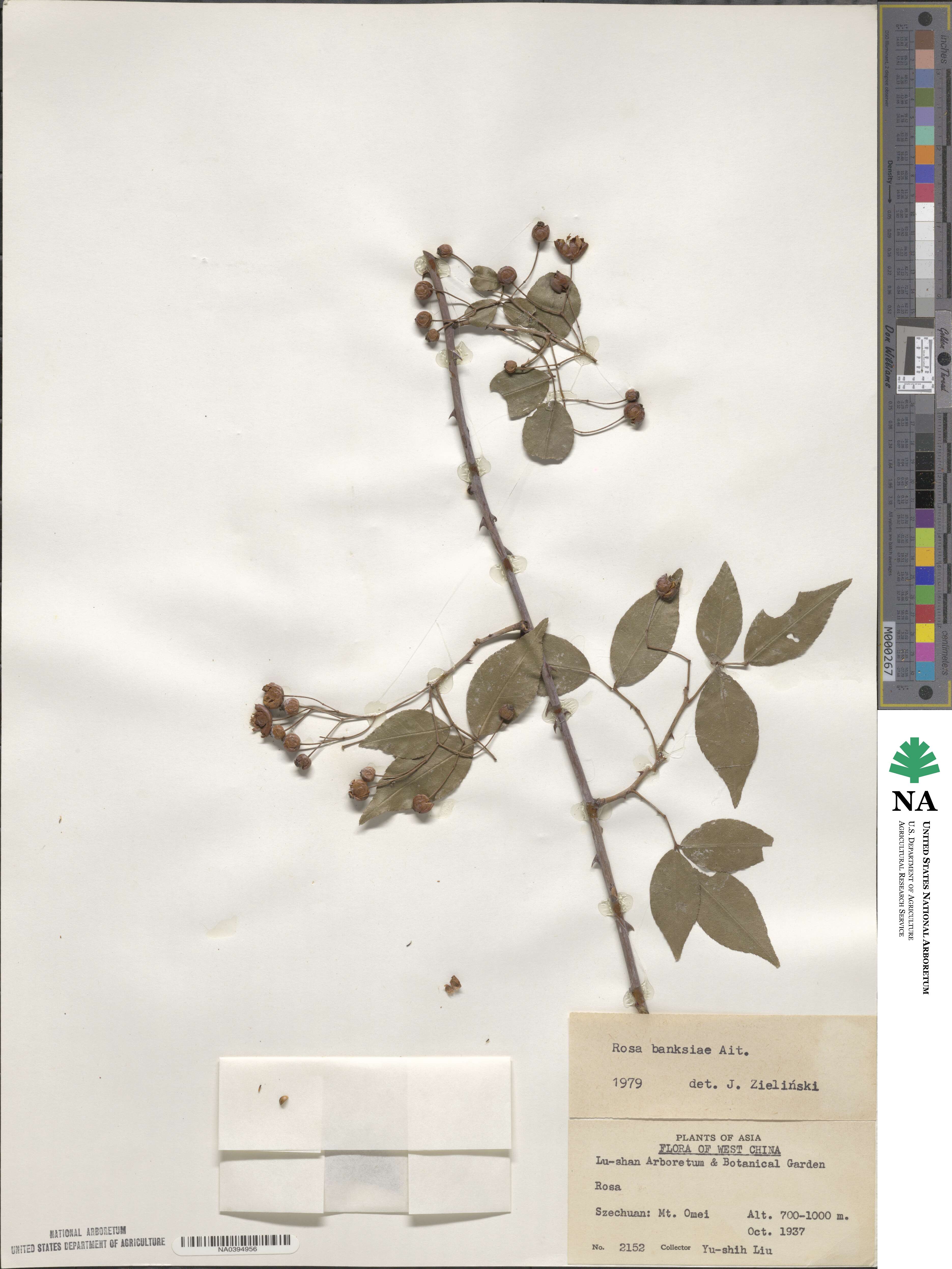 Rosa banksiae image