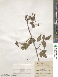 Rosa banksiae image