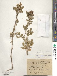 Rosa beggeriana image