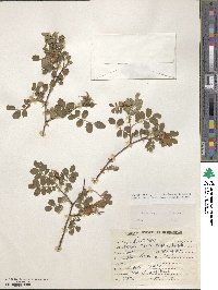 Rosa beggeriana image