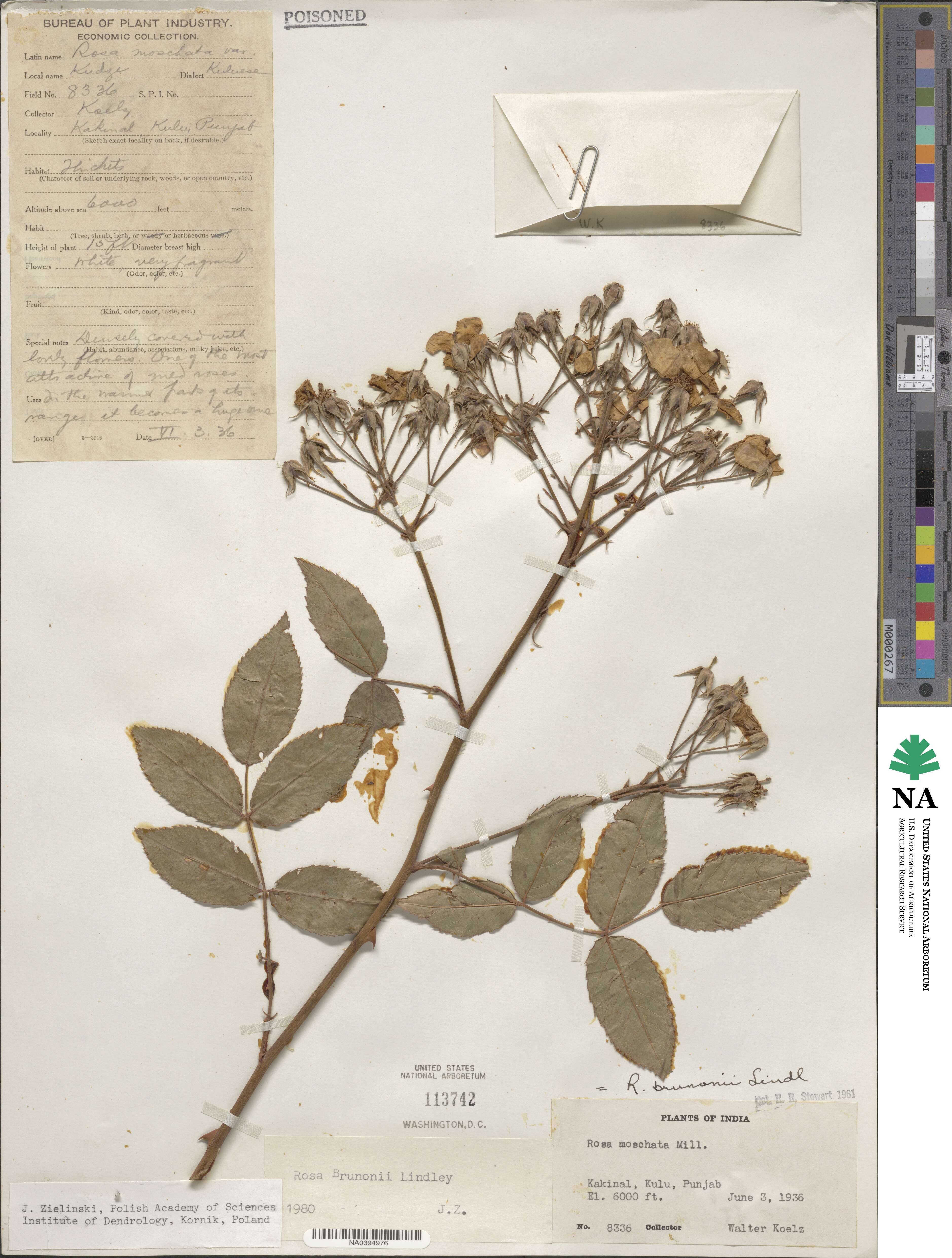 Rosa brunonii image