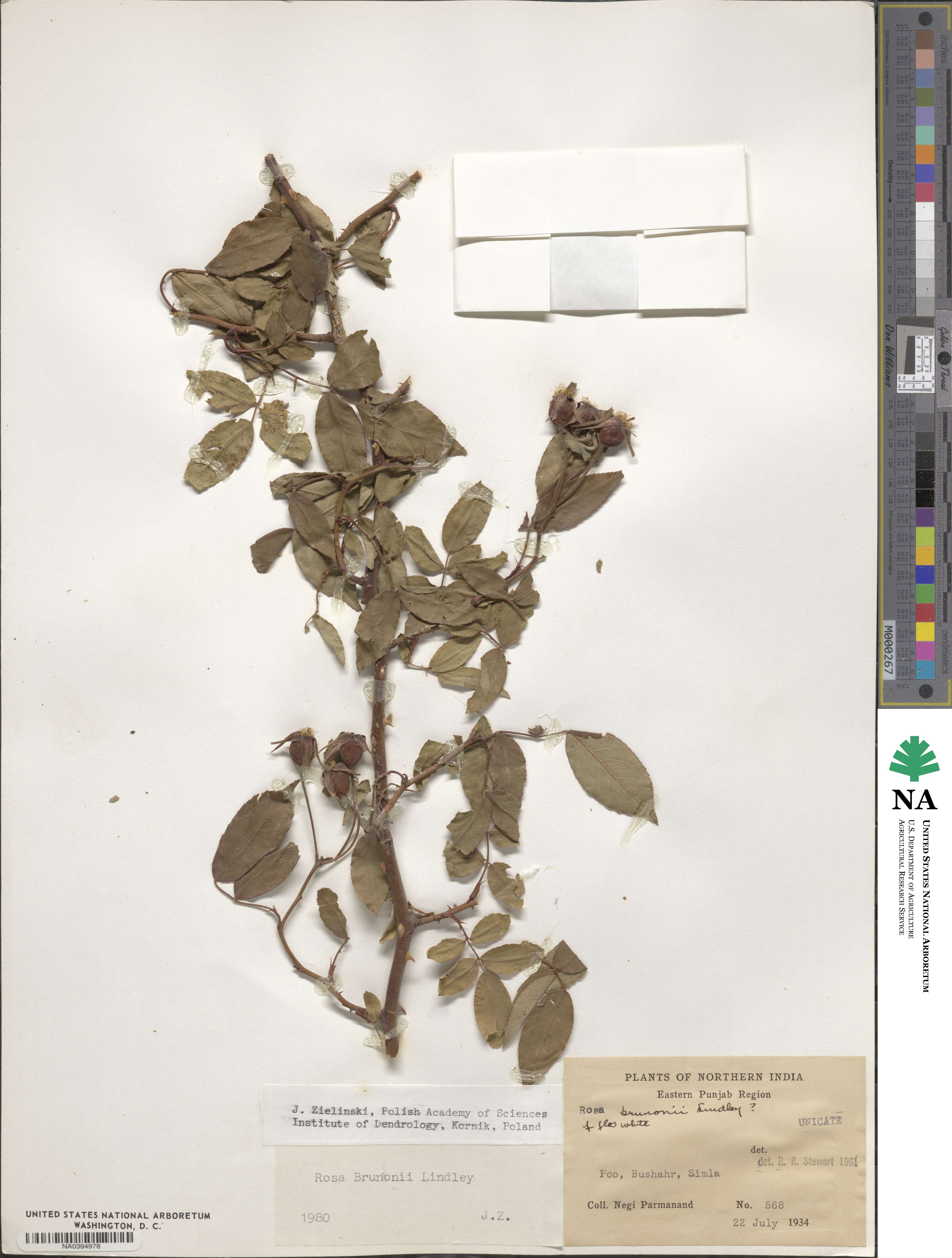 Rosa brunonii image