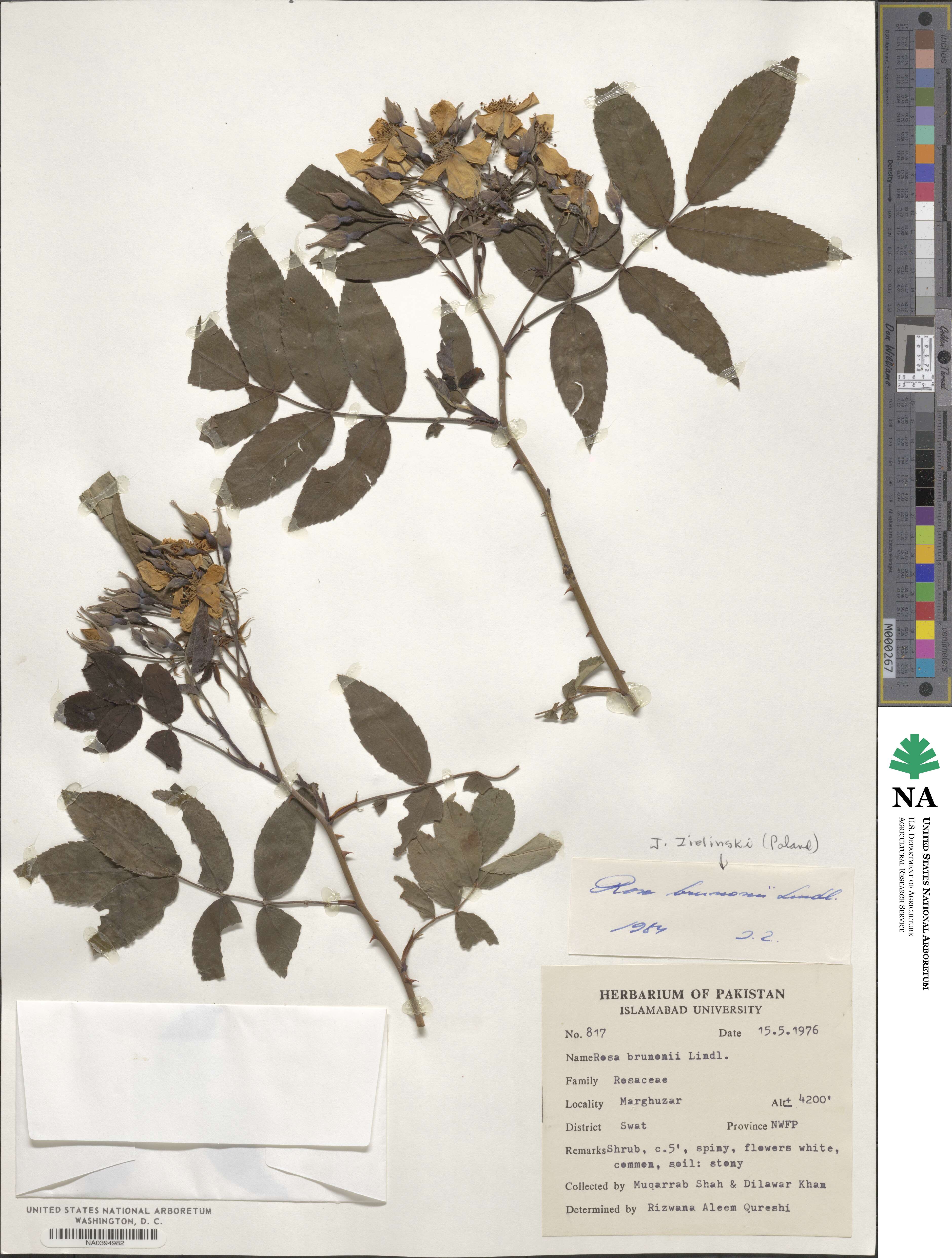 Rosa brunonii image