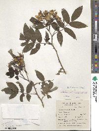 Rosa brunonii image