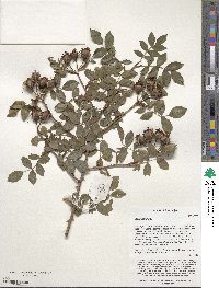 Rosa canina image