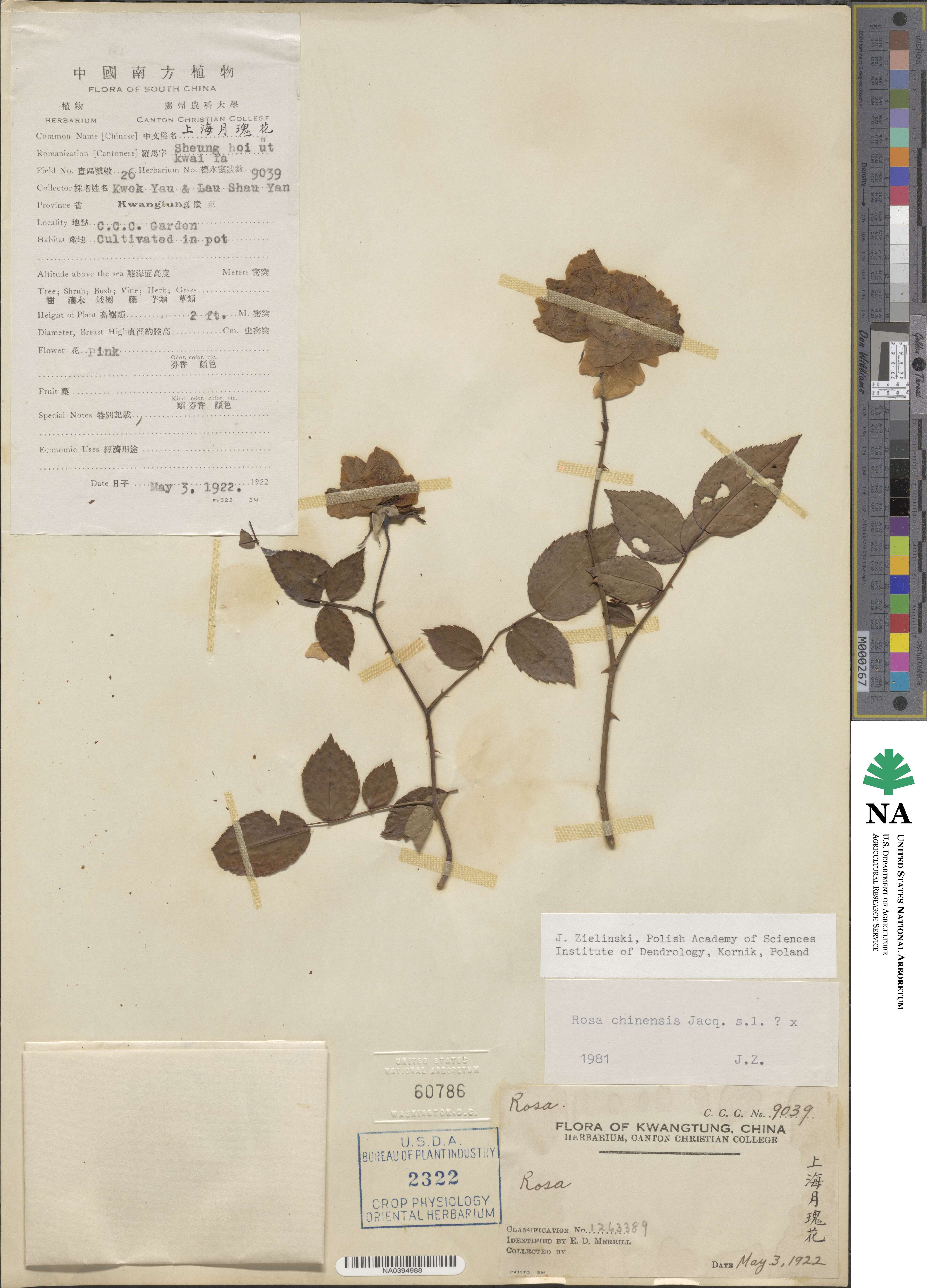 Rosa chinensis image
