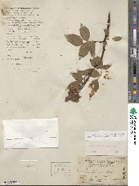 Rosa chinensis image