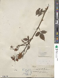 Rosa chinensis image