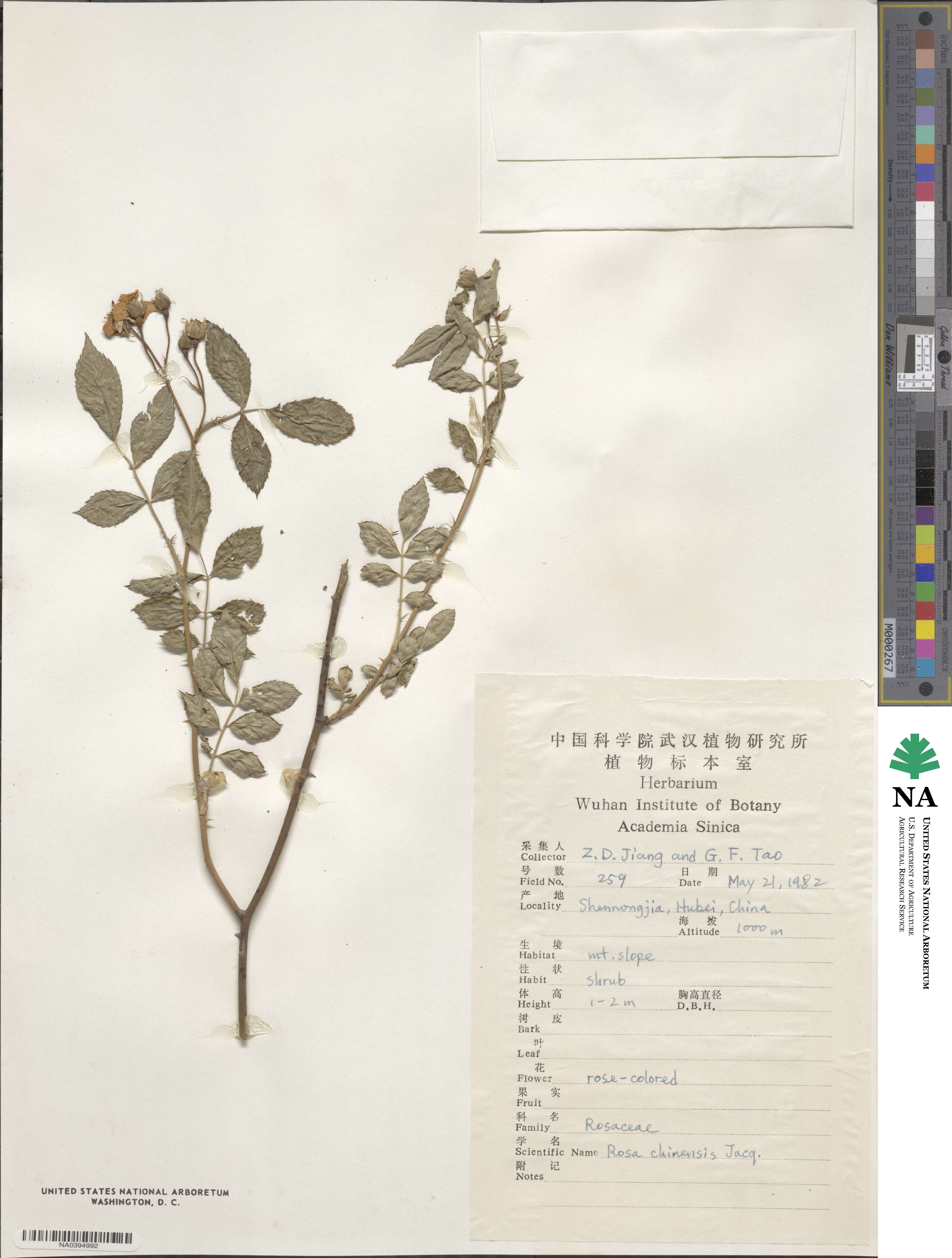 Rosa chinensis image