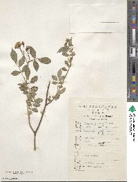 Rosa chinensis image