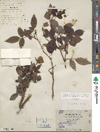 Rosa chinensis image