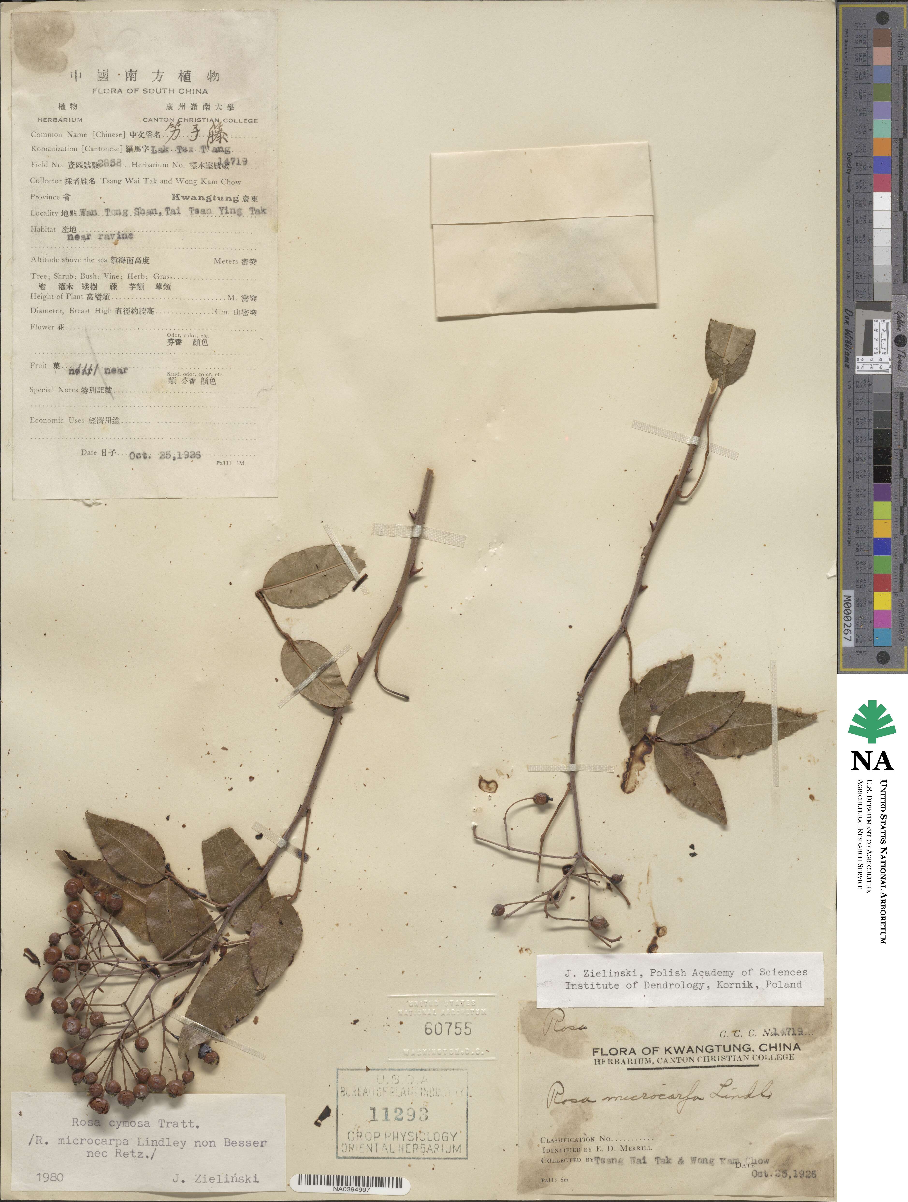 Rosa cymosa image
