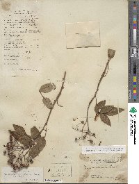 Rosa cymosa image