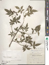 Rosa cymosa image