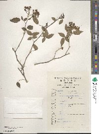 Rosa cymosa image