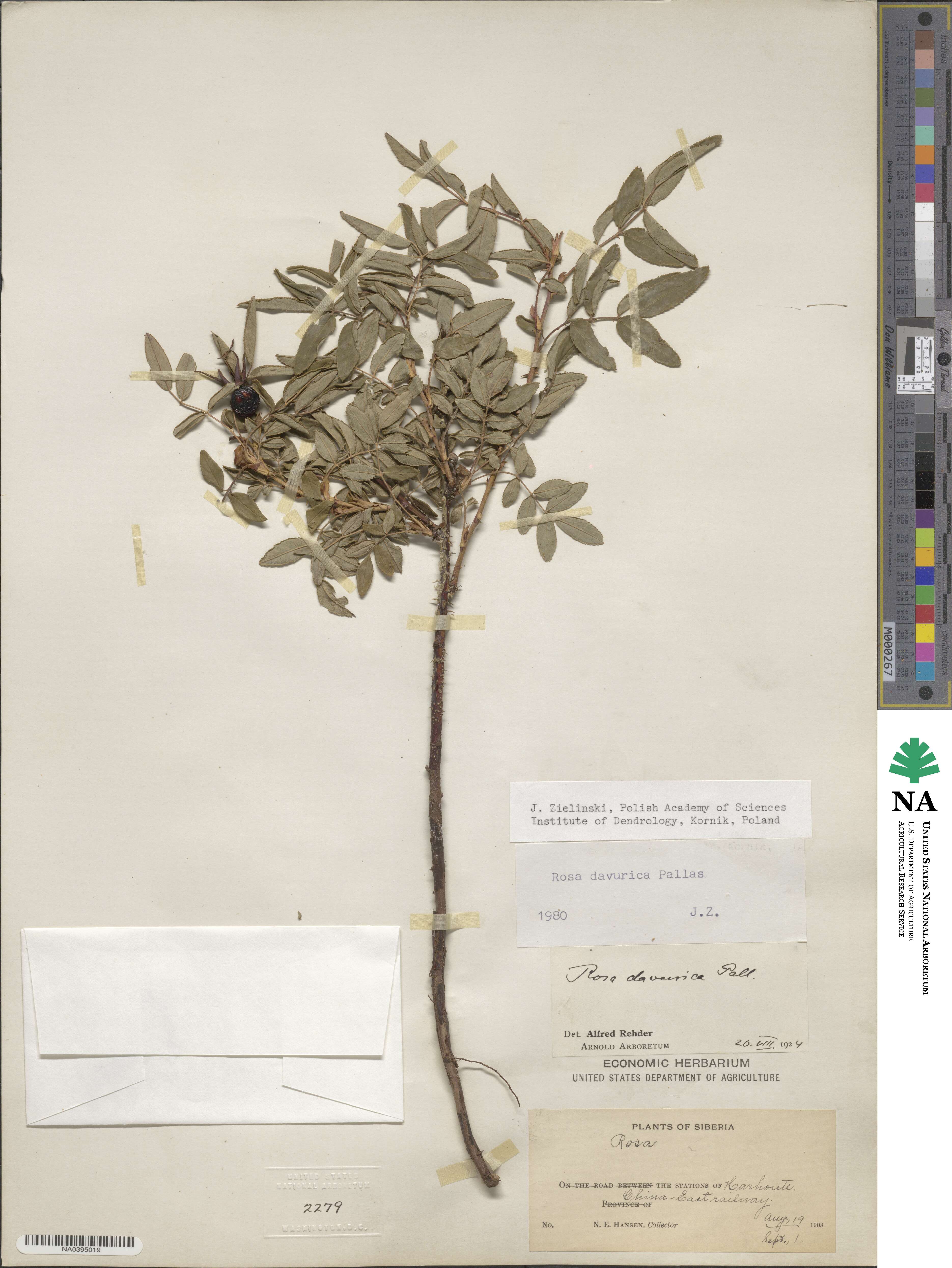 Rosa davurica image