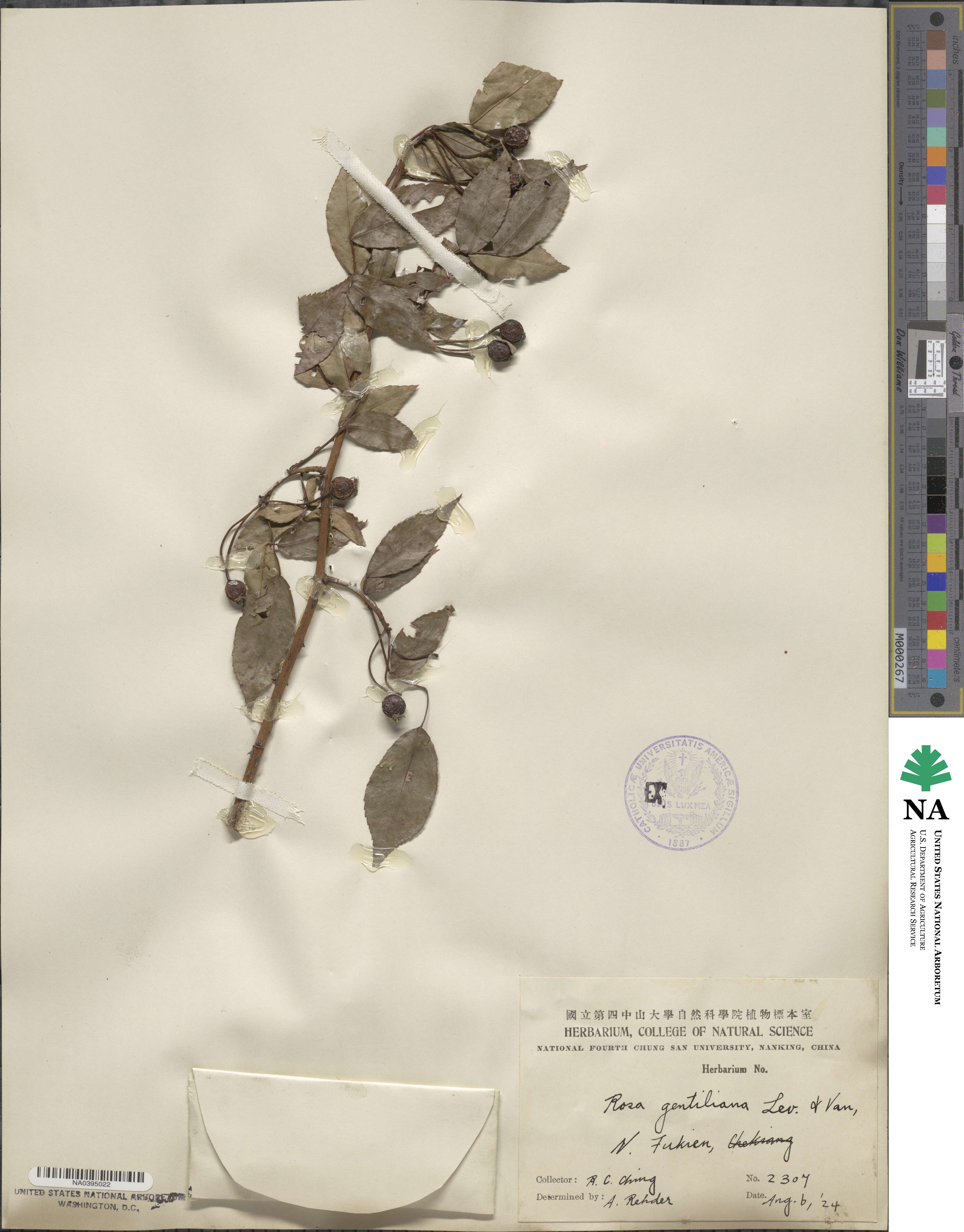 Rosa multiflora image