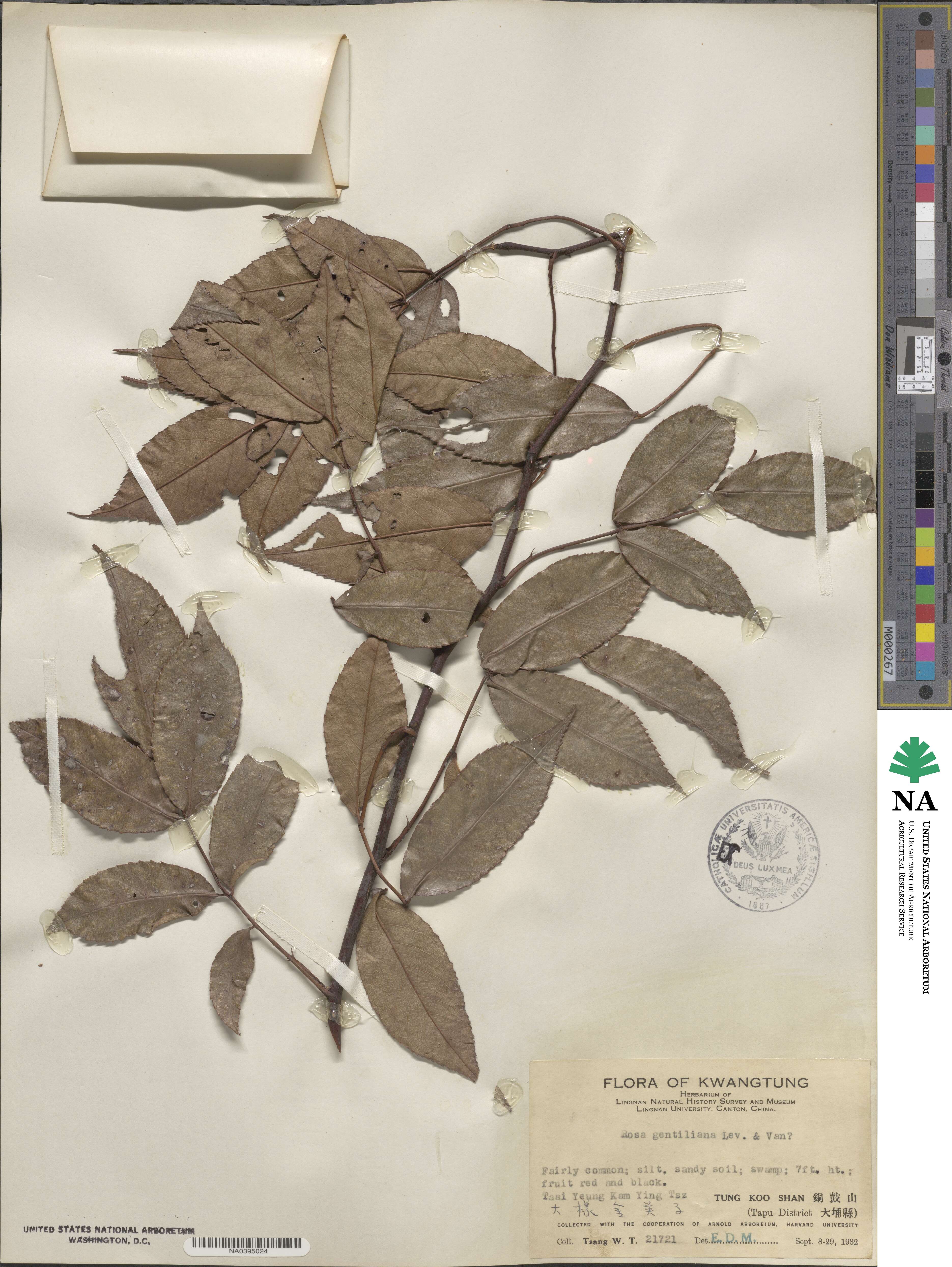 Rosa multiflora image