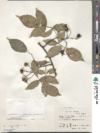 Rosa henryi image