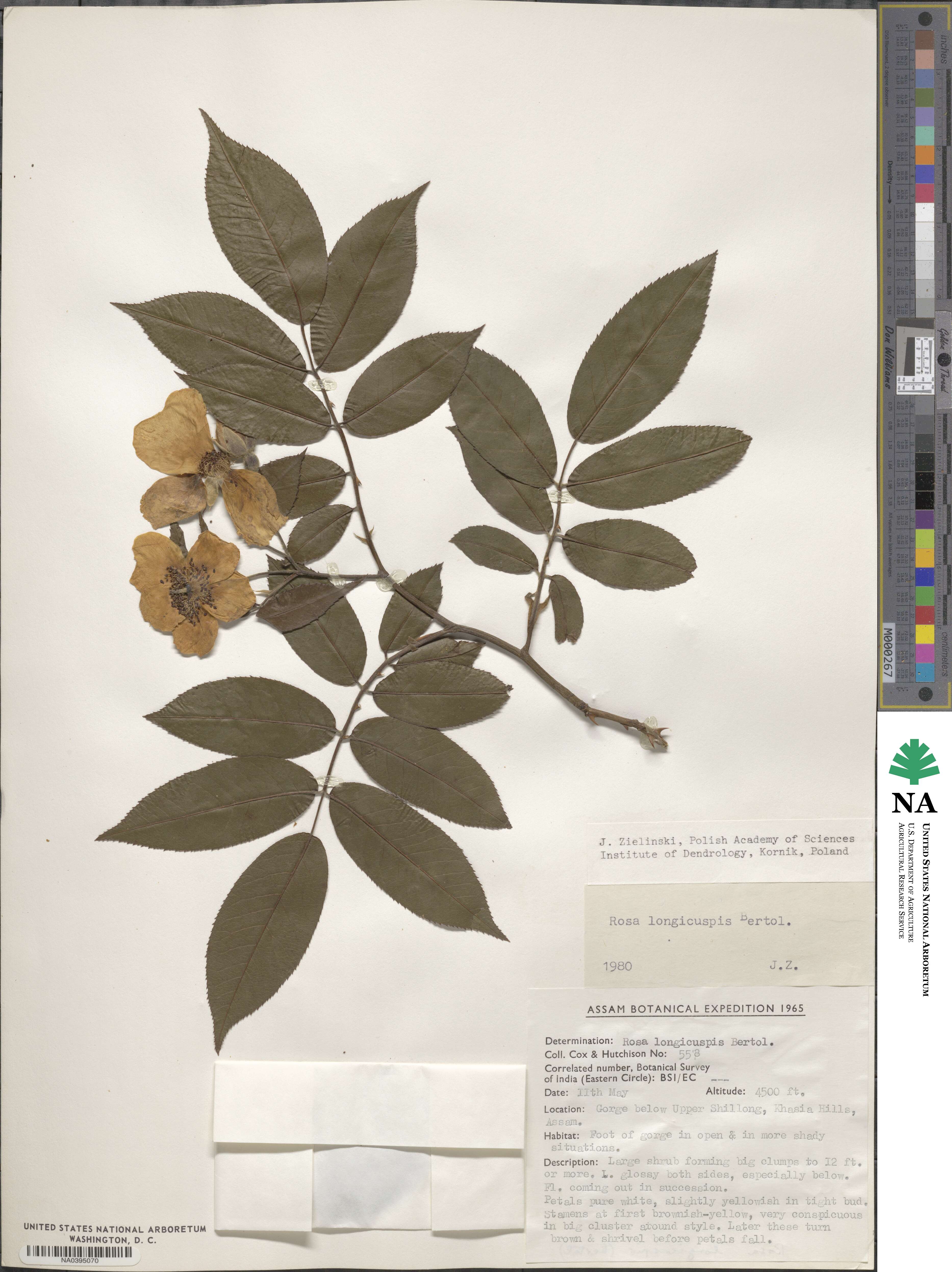 Rosa longicuspis image