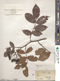 Rosa longicuspis image