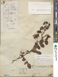 Rosa lucieae image