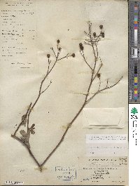 Rosa lucieae image