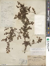 Rosa lucieae image