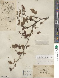 Rosa lucieae image