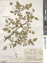 Rosa lucieae image