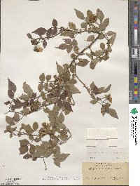 Rosa lucieae image