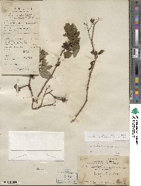 Rosa lucieae image