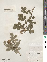 Rosa multiflora image