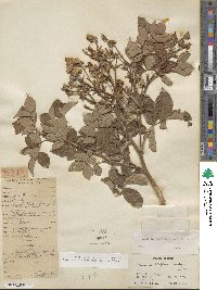 Rosa multiflora image