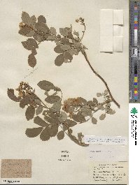 Rosa multiflora image