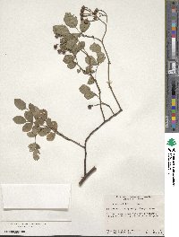 Rosa multiflora image