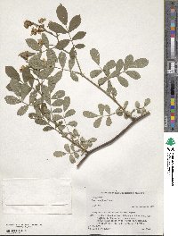 Rosa multiflora image