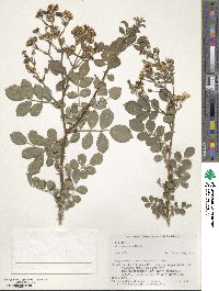 Rosa multiflora image