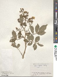 Rosa multiflora image