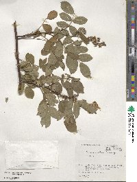 Rosa multiflora image