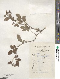 Rosa multiflora image