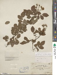 Rosa multiflora image