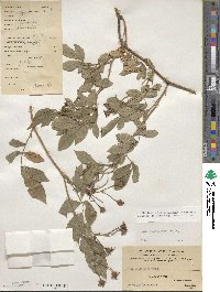 Rosa multiflora image