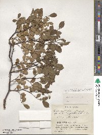 Rosa multiflora image