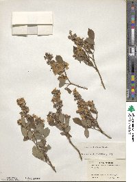 Rosa multiflora image