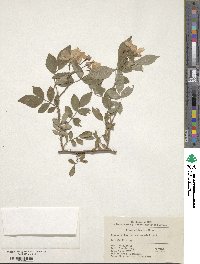 Rosa multiflora var. cathayensis image