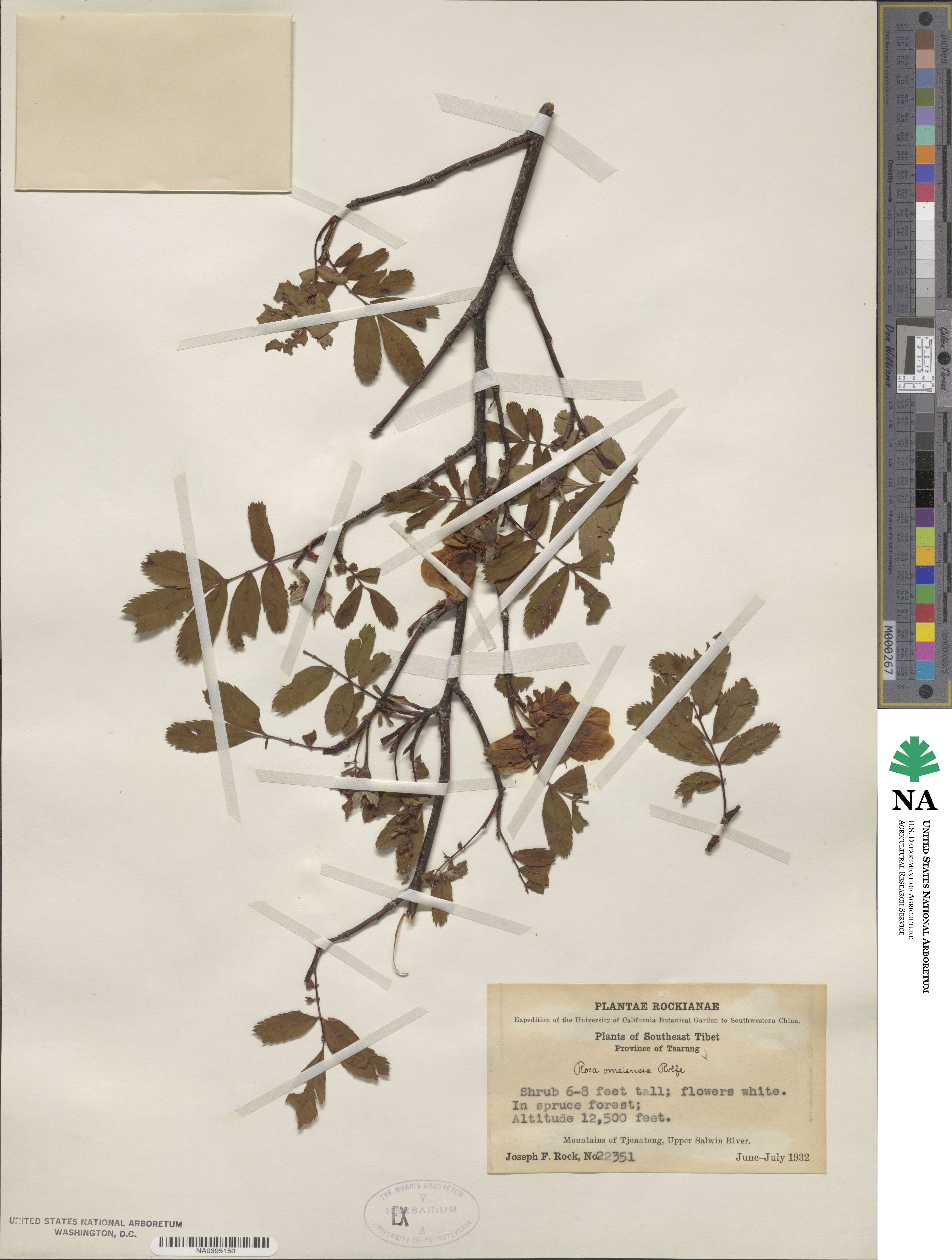 Rosa omeiensis image