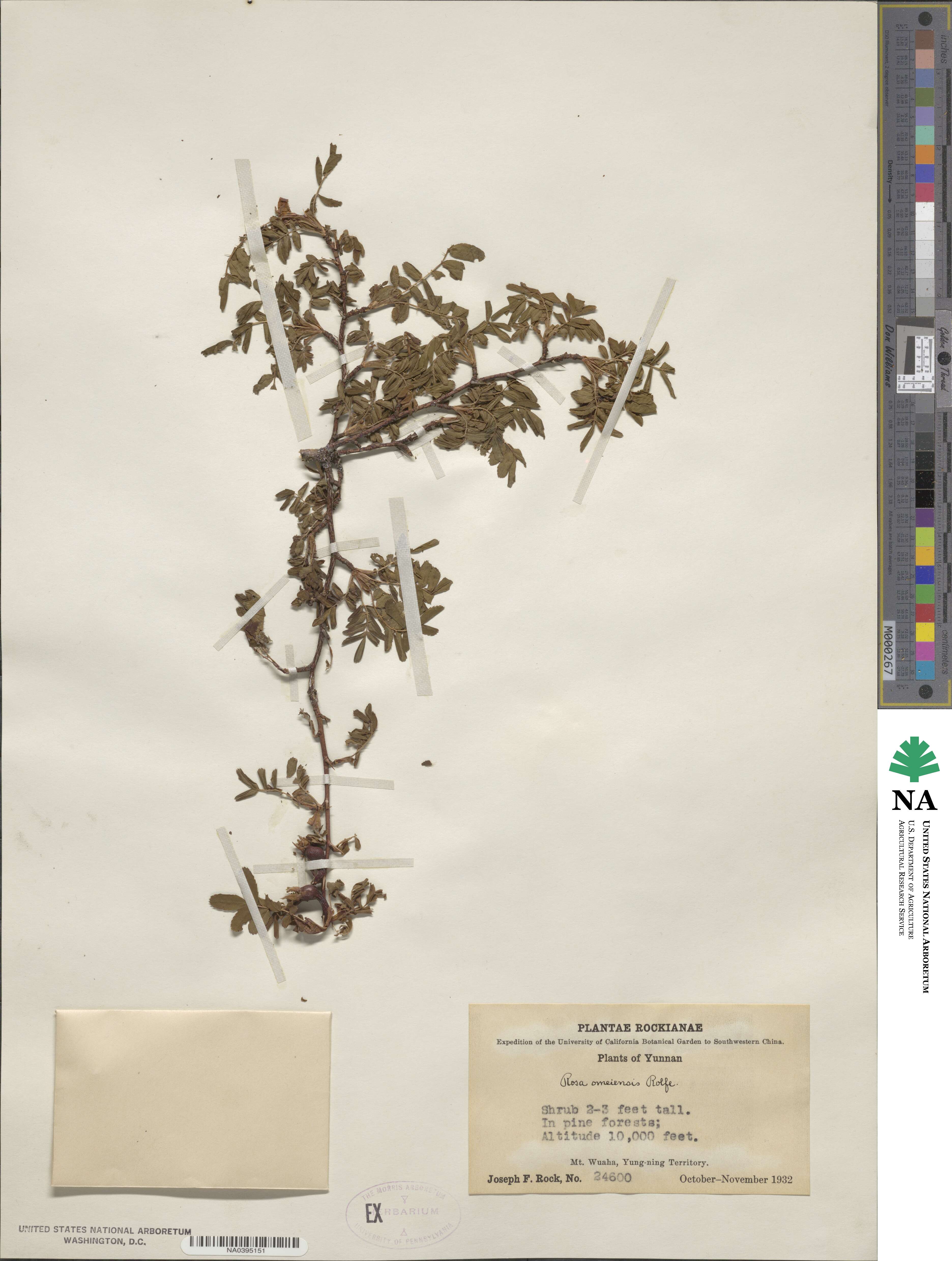 Rosa omeiensis image